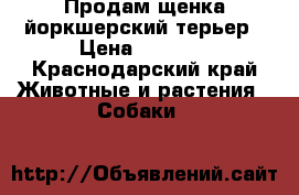 Продам щенка йоркшерский терьер › Цена ­ 5 000 - Краснодарский край Животные и растения » Собаки   